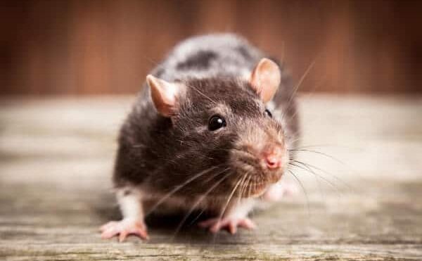 Rodent Proofing Services In The San Francisco Bay Area