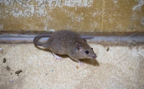 How to Rodent Proof Your Attic