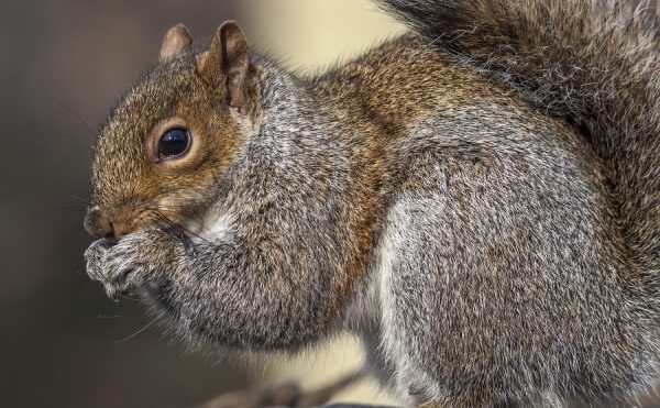 Do You Have Squirrels Living In Your Attic?