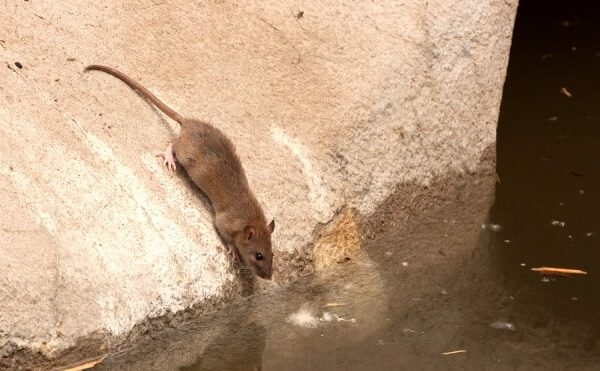 What Are Some Ways To Reduce Your Risk Of Rodents In Your Attic?