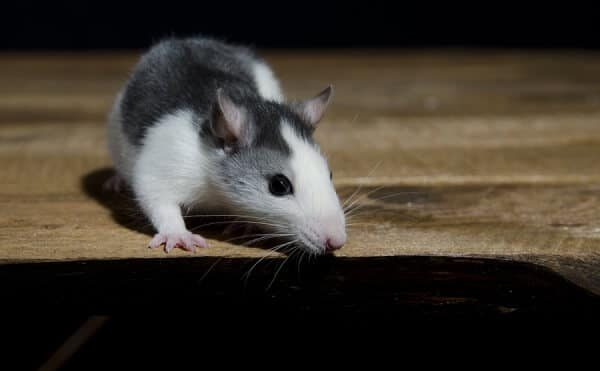 Do You Have A Rat Problem In Your Attic?