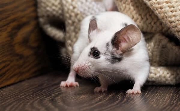 Asthma & Allergies: Are Rodents To Blame?