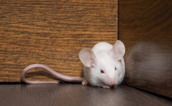 Identifying Household Entry Points For Rodents