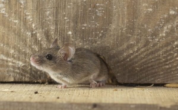 Understanding The Importance Of Rodent Proofing Your Attic
