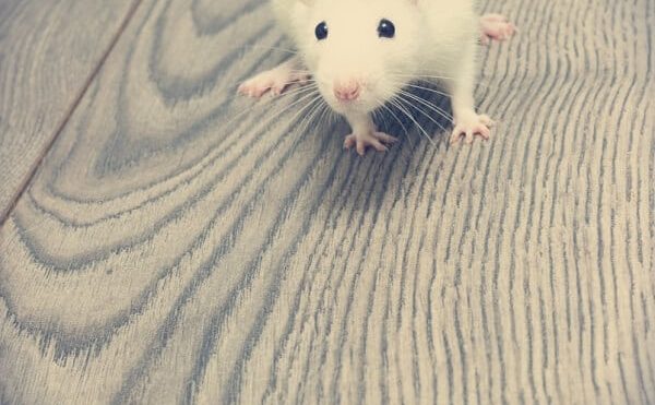Health Dangers Of Rodents In Your Attic