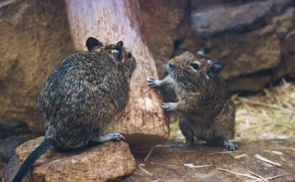 Tips For Making Your Home Less Vulnerable To Rodents