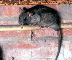 Protect Your Family’s Health By Rodent Proofing Your Home