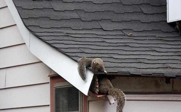 In The Event of Squirrels in the Attic, Do This