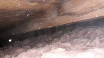 Attic & Crawlspace Clean Up in Los Angeles, CA