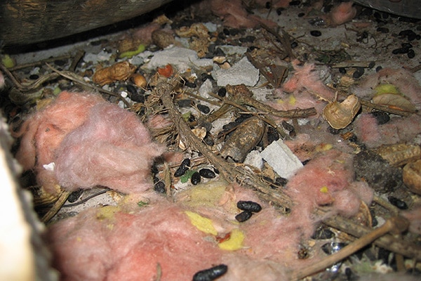 attic clean up
