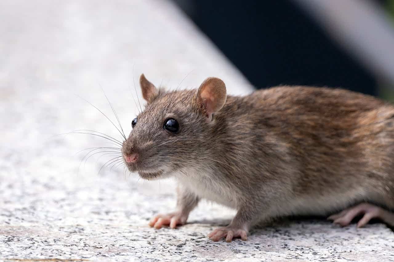 Rodent Inspection Cost: Is It Free or Worth Paying For?