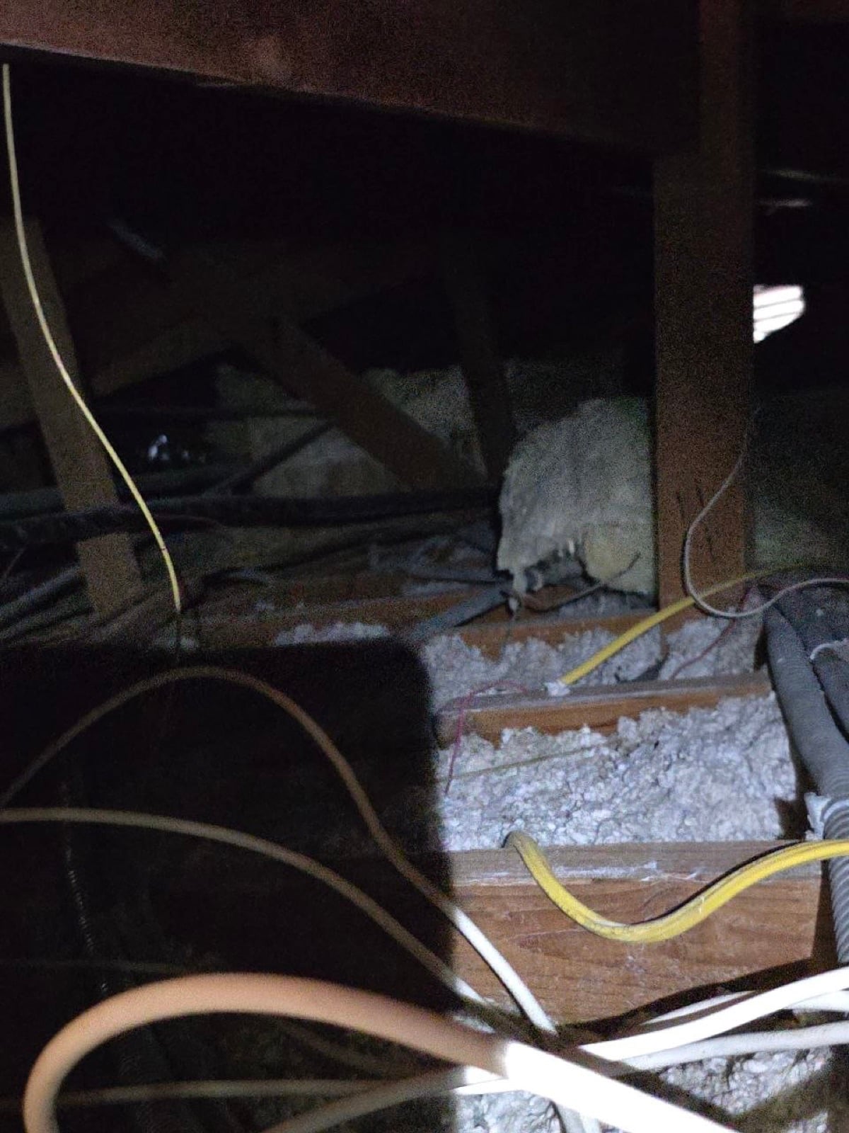 Los Angeles attic before work began, showing the condition the crew found