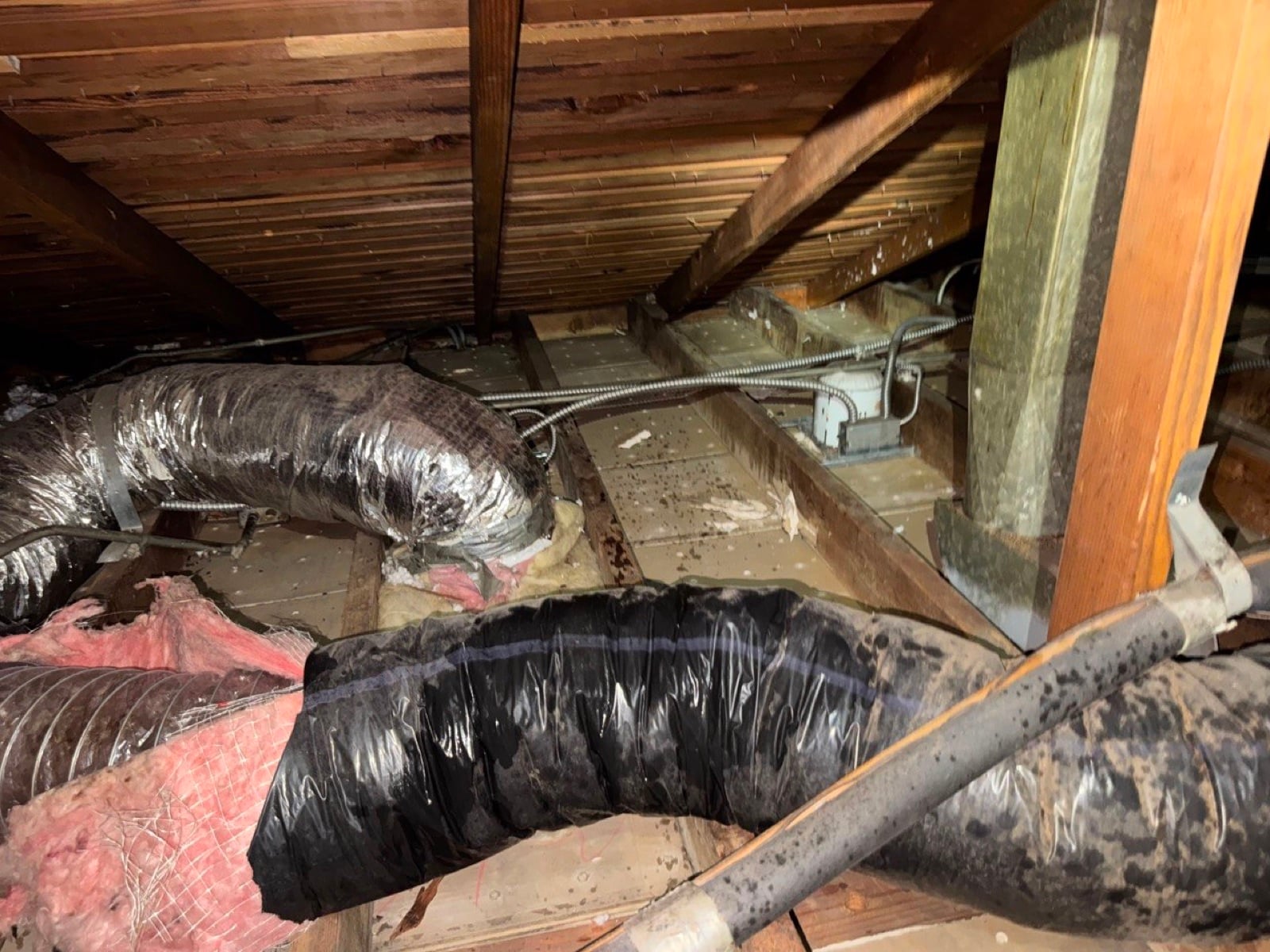 Burbank attic during sealing and rodent proofing