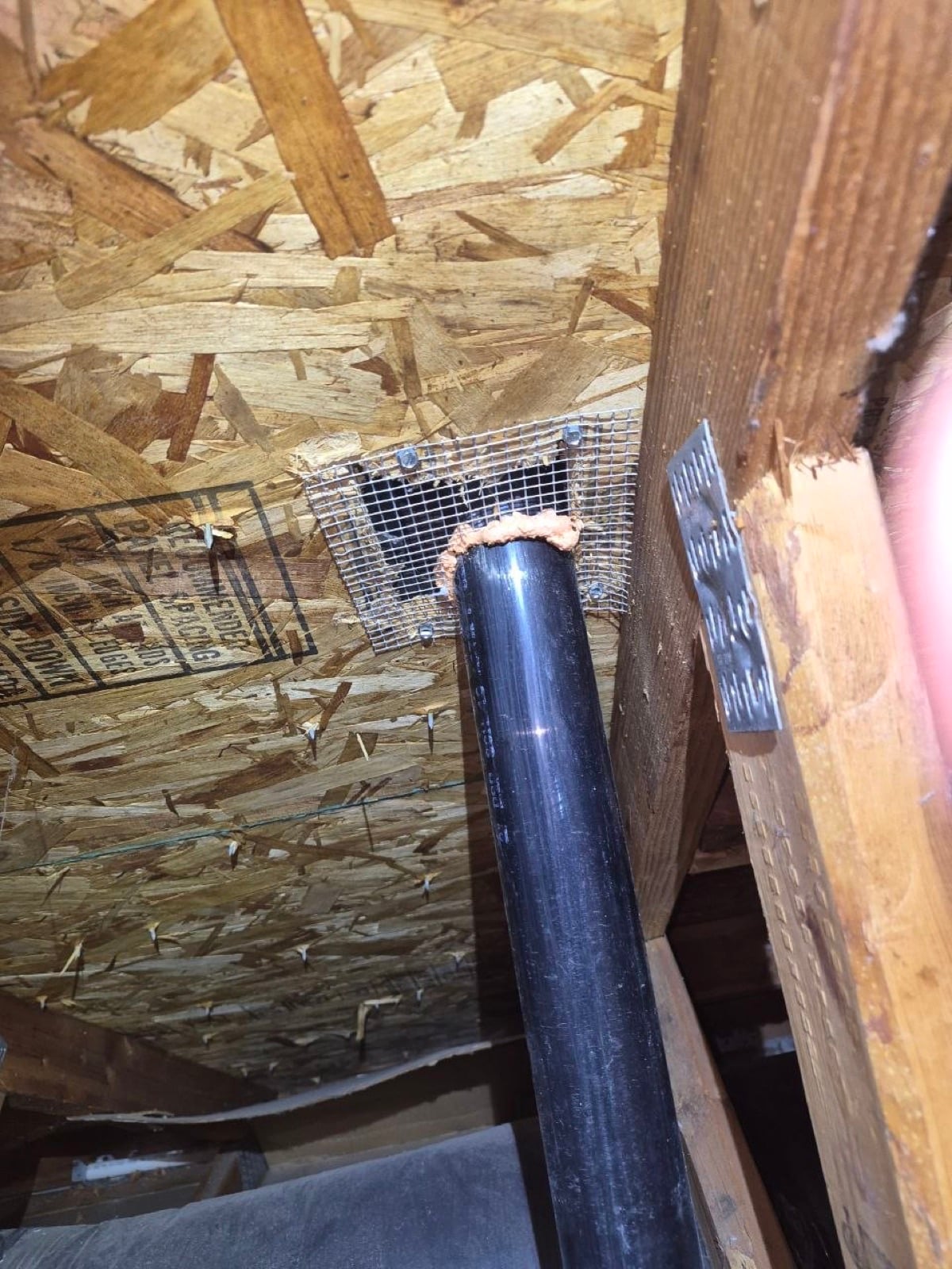 Hercules attic during sealing and rodent proofing