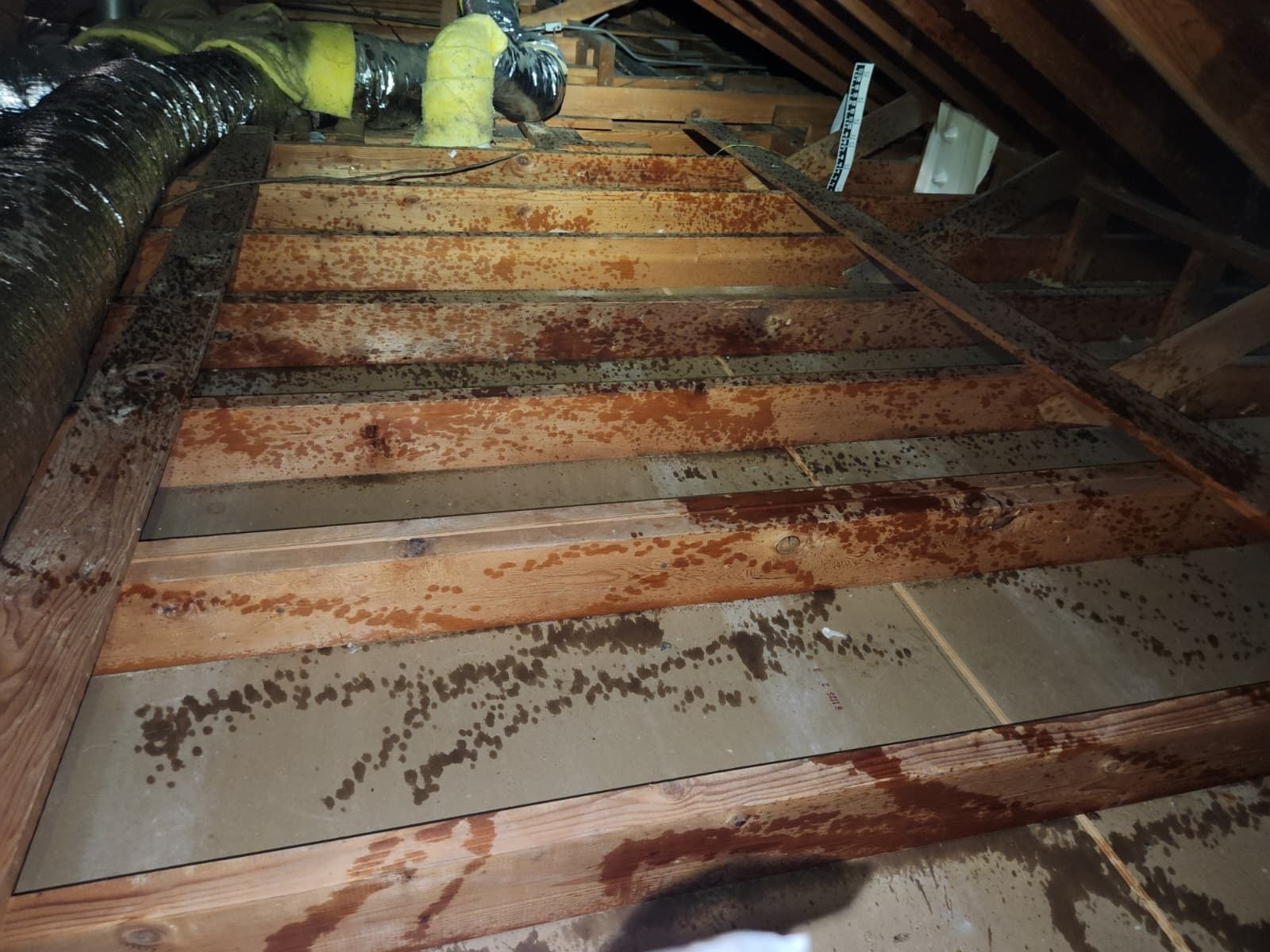 Early stage of the Upland attic and crawl space job — clearing out