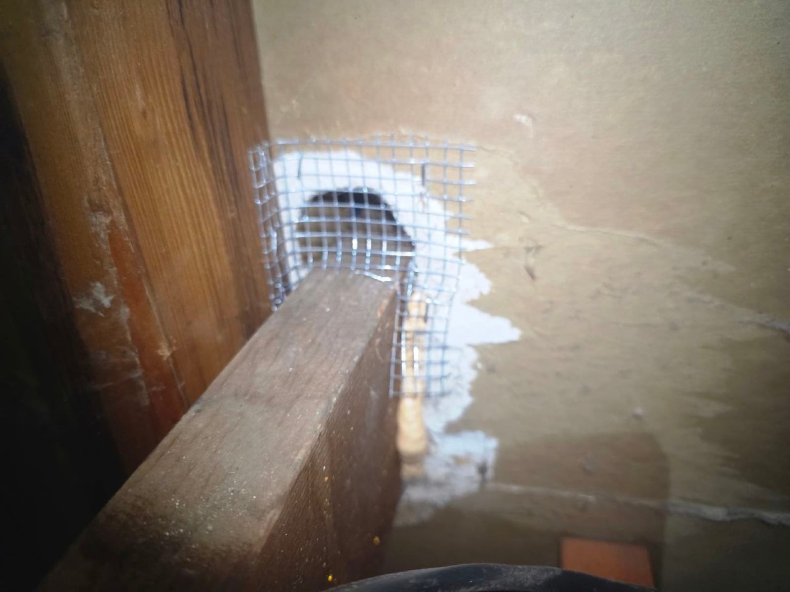 Walnut Creek attic during sealing and rodent proofing