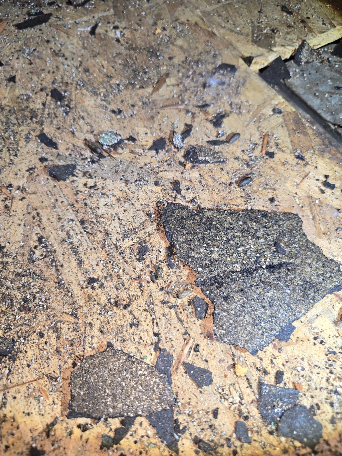 Monrovia attic before work began, showing the condition the crew found