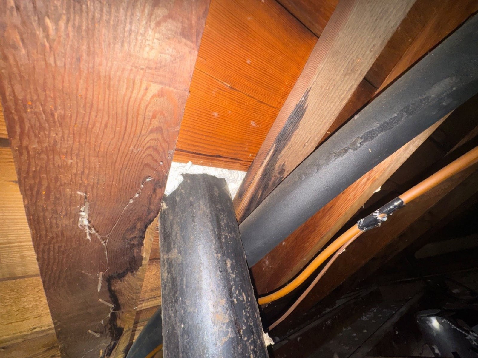 Monrovia attic during sealing and rodent proofing