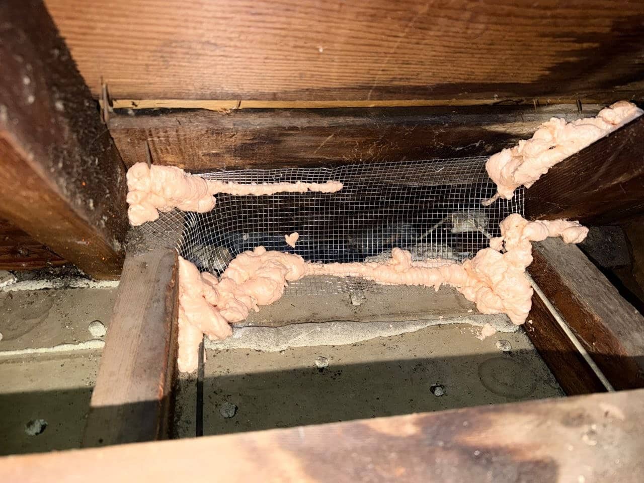 Rodent proofing: an opening closed with wire mesh and polyurethane foam