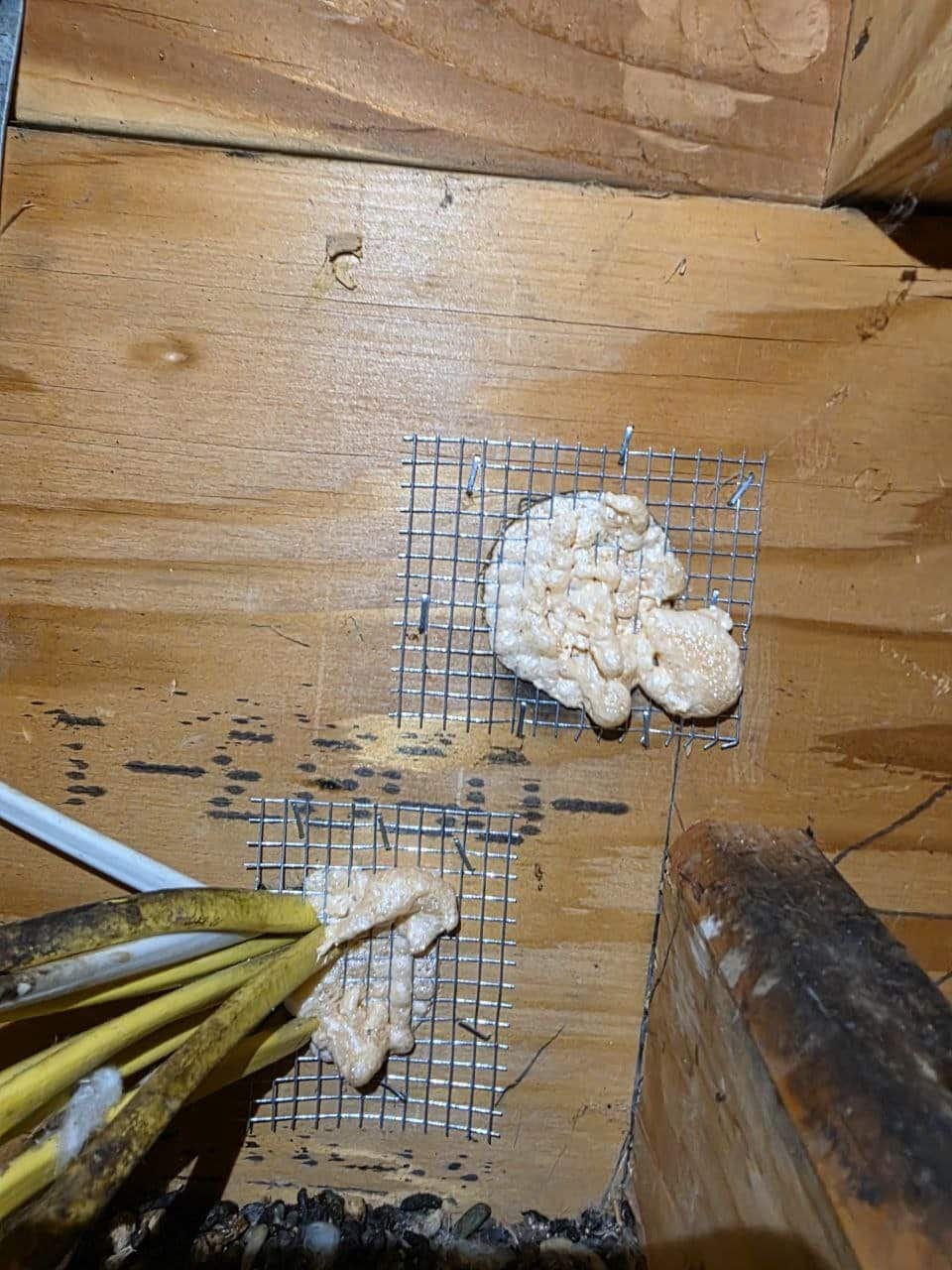 Rodent proofing with wire mesh and polyurethane foam in a Fremont attic