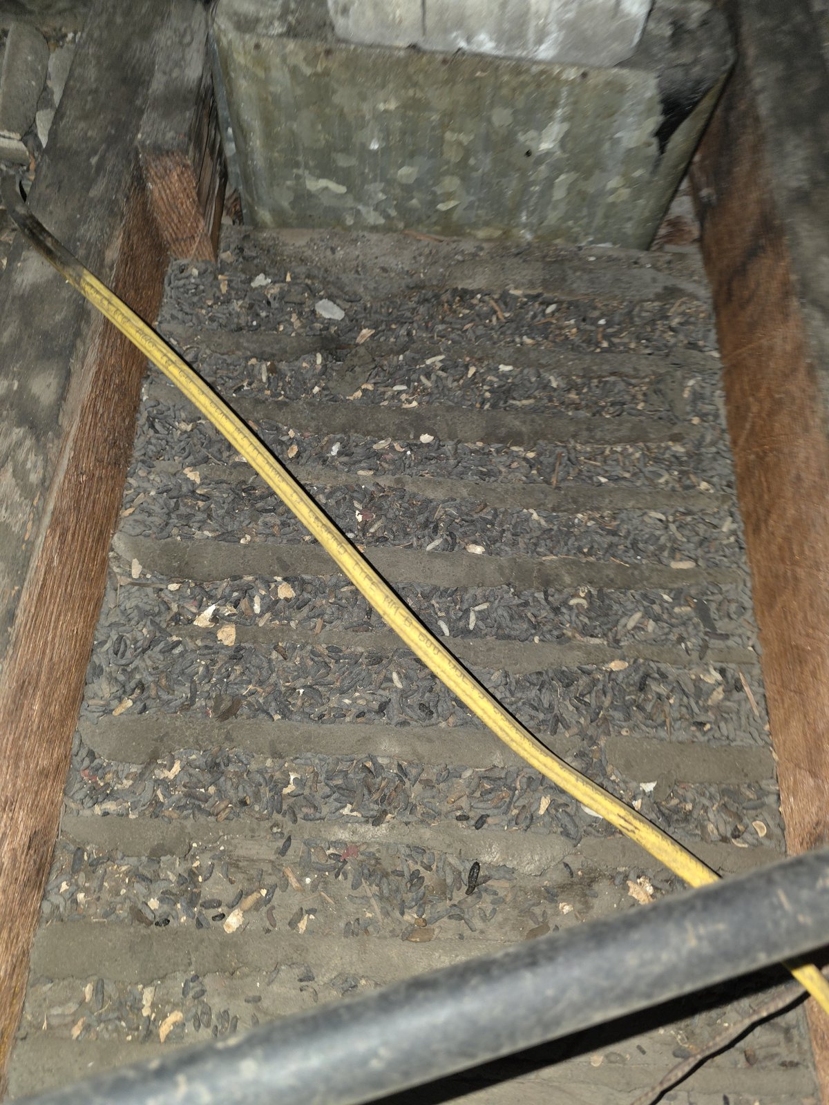 Rodent droppings found in the Glendale attic before work