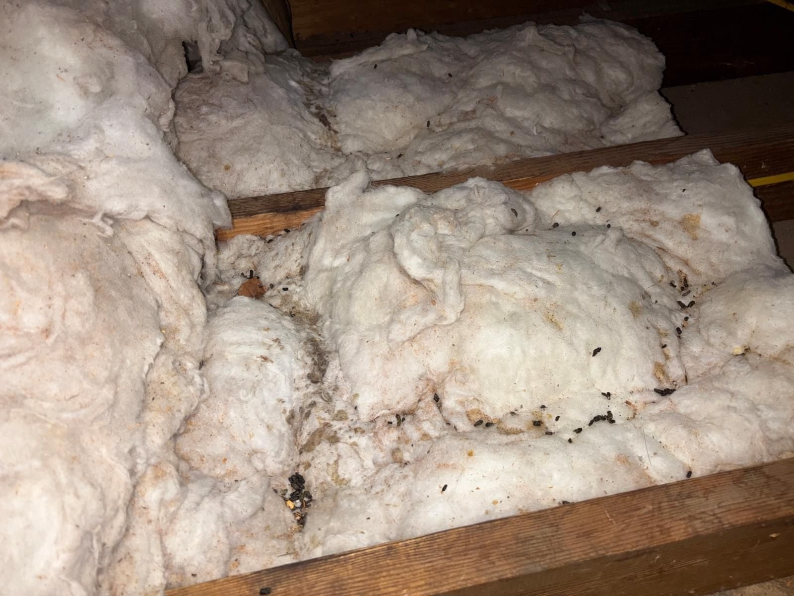 Contaminated old insulation in the Glendora attic before work
