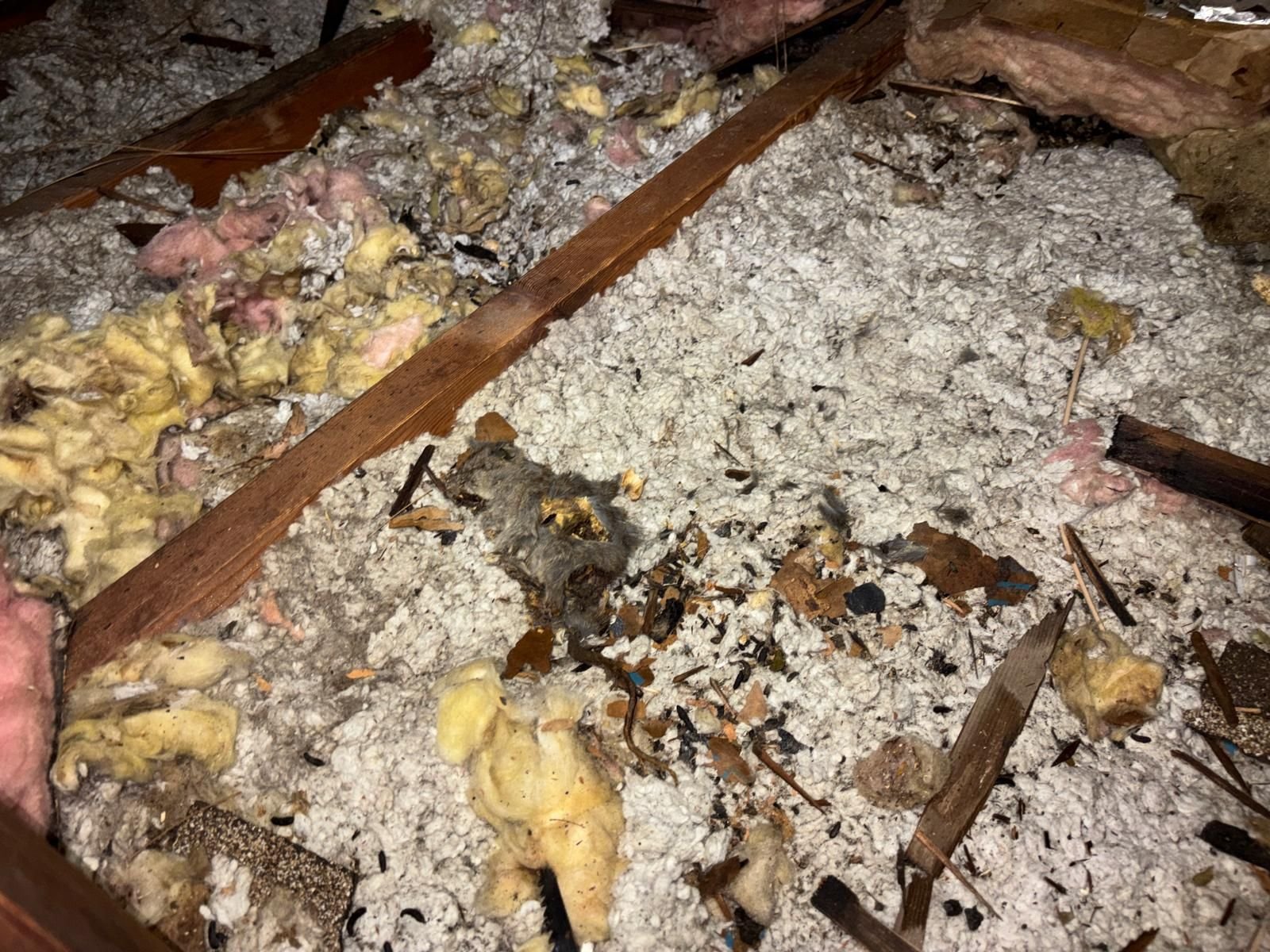 Long Beach attic before work, old insulation and debris
