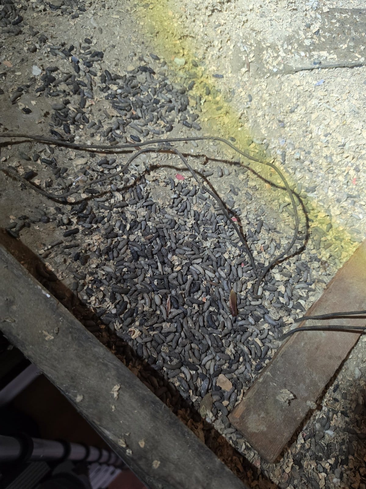 Rodent droppings found in the Long Beach attic before work