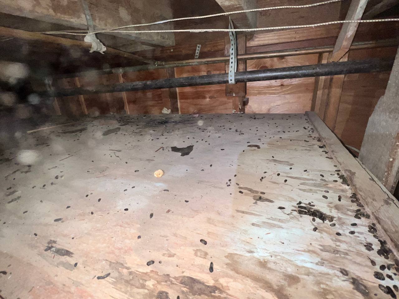 Rodent droppings found before work in a Oakland home