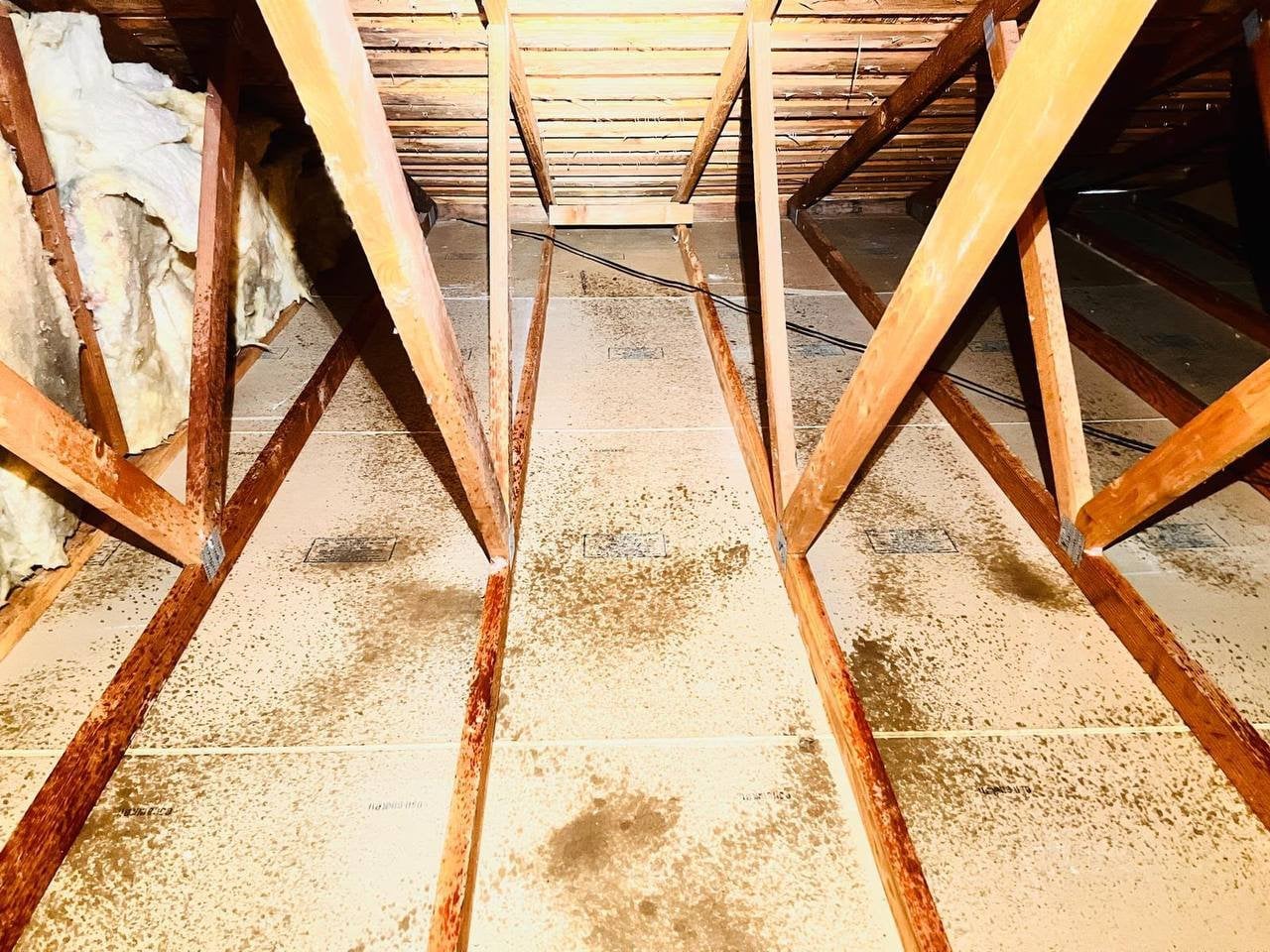 Stained attic floor in Petaluma after the old insulation was removed