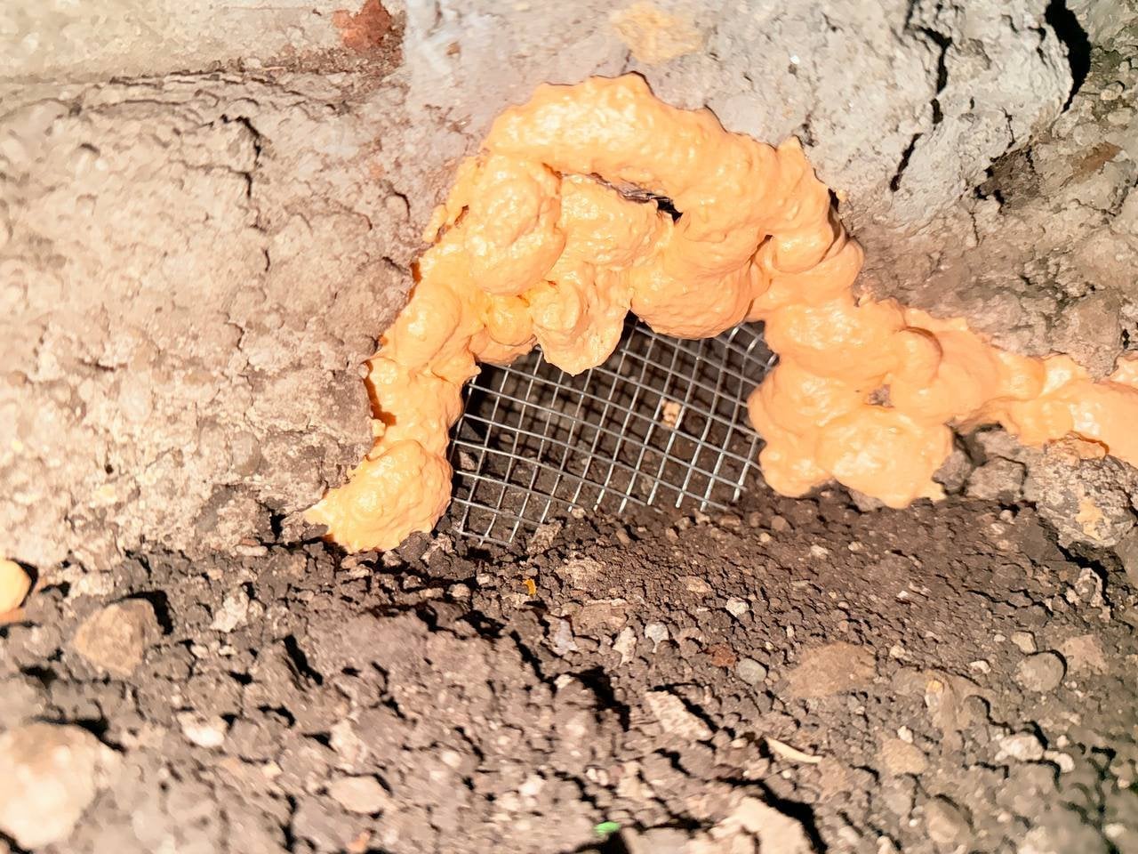 Foundation opening sealed with wire mesh and foam in a Petaluma crawl space