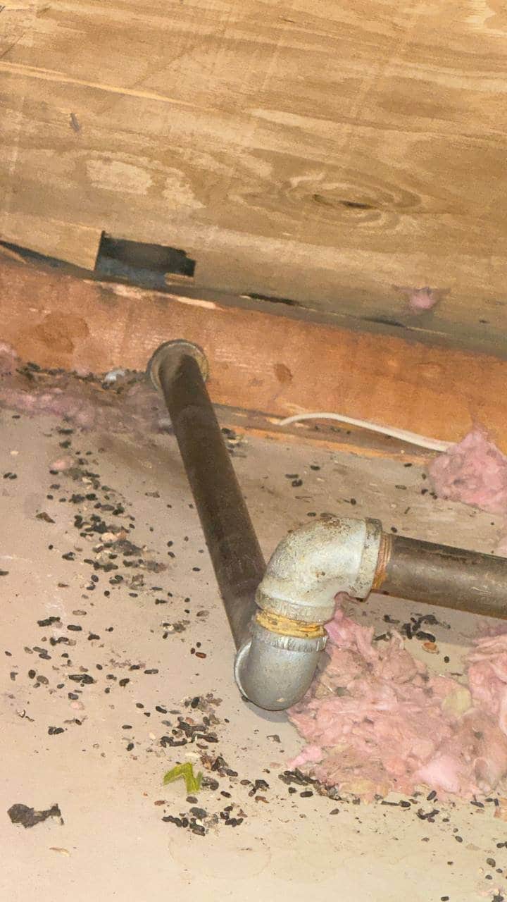 Rodent droppings found in the Pleasanton attic before work
