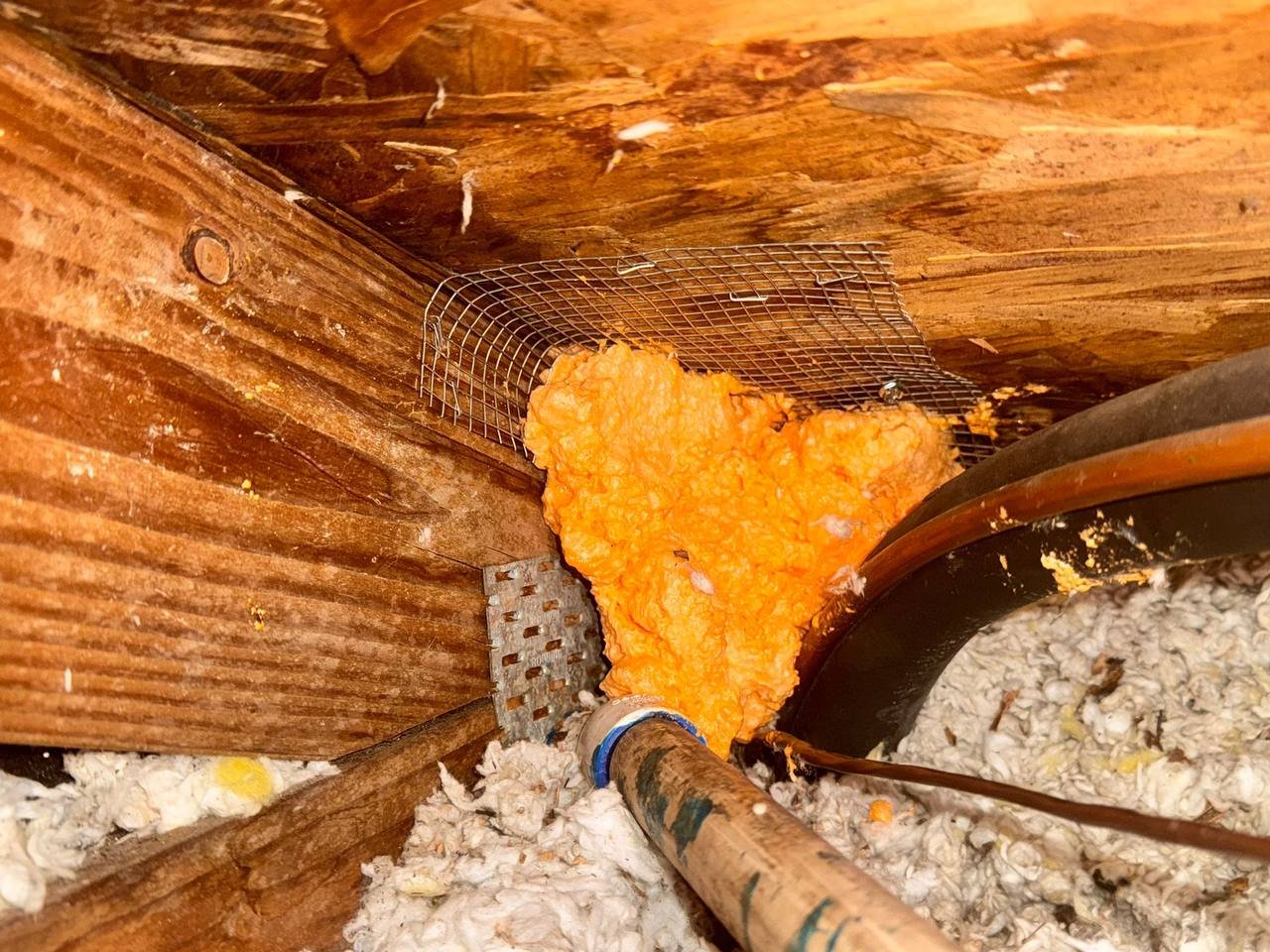 Wire mesh and foam sealing an attic opening in San Jose