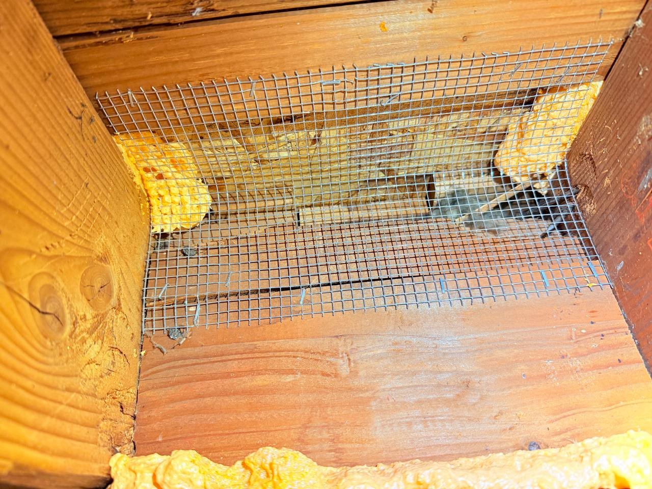 Wire mesh and foam sealing an attic opening in San Jose