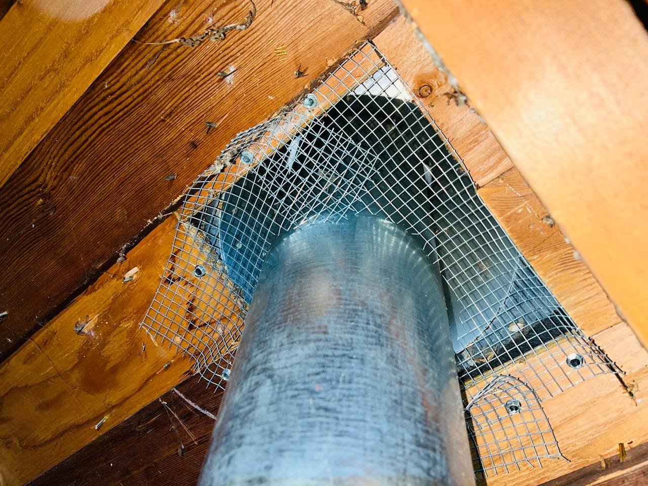 Wire mesh rodent proofing around a flue in a San Jose attic
