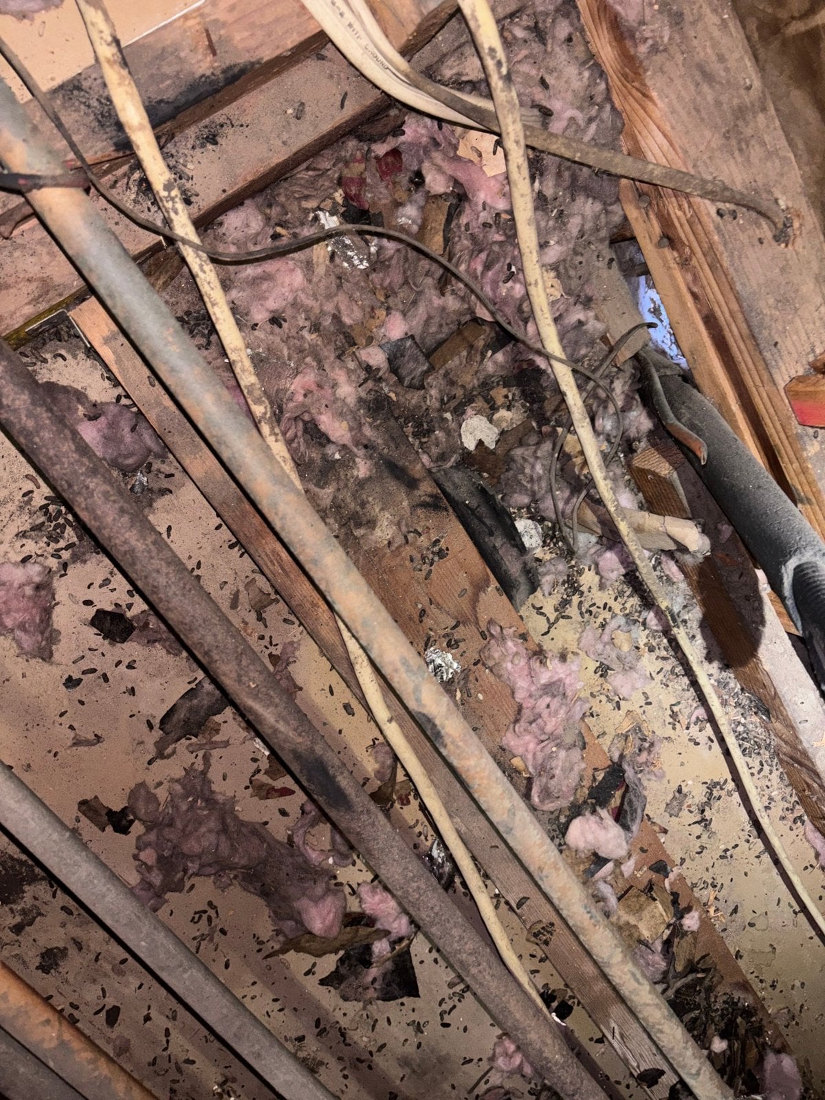 Debris and droppings in old attic insulation in Santa Clarita before work