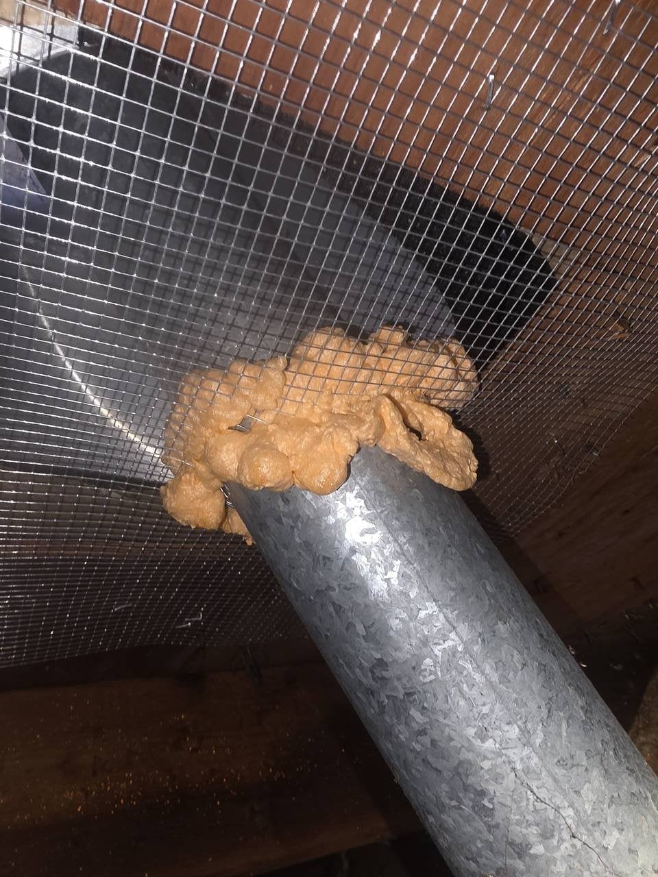 Wire mesh and foam around a pipe in a Santa Rosa attic
