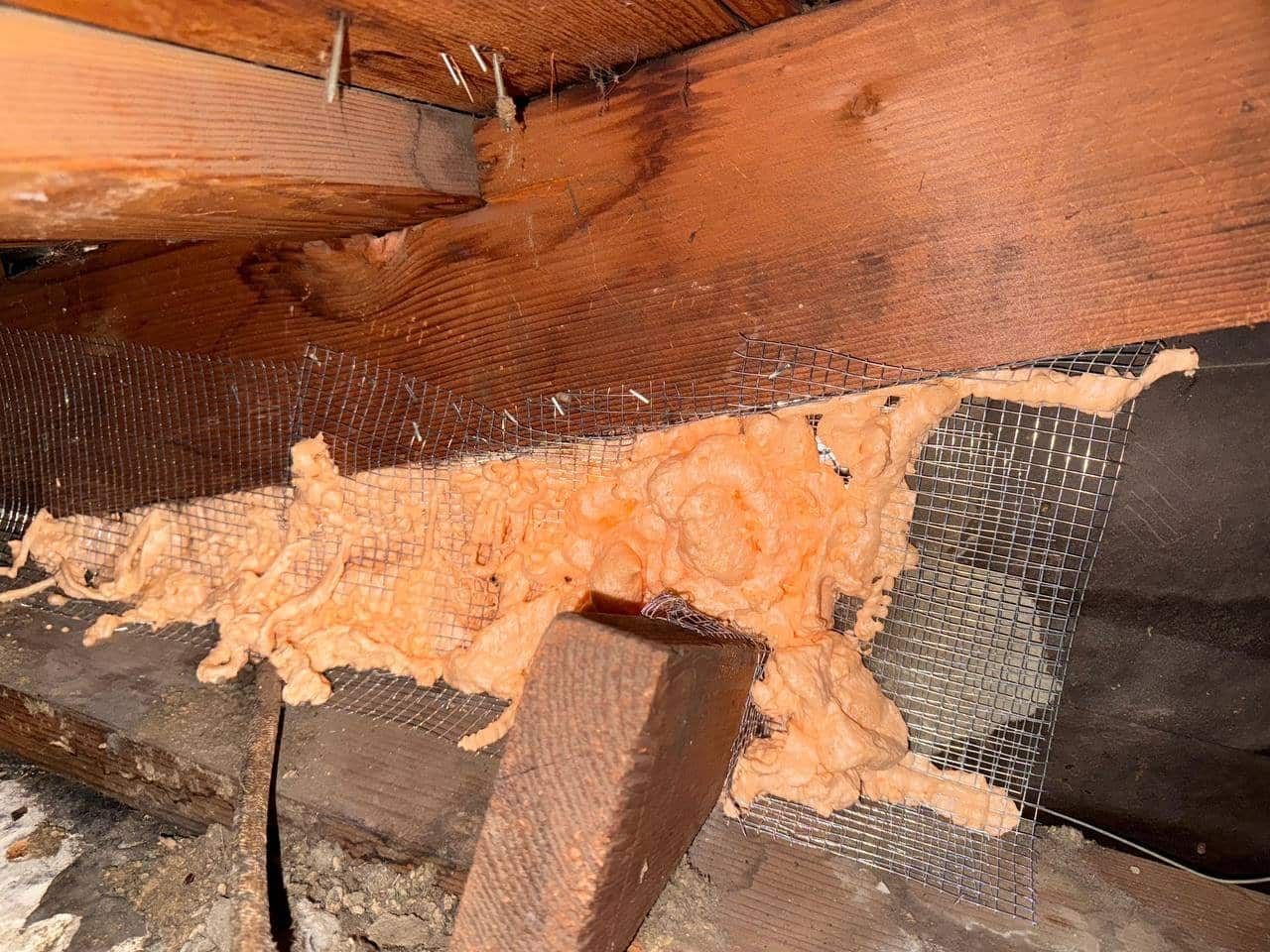 Rodent proofing with wire mesh and polyurethane foam in a Tracy attic