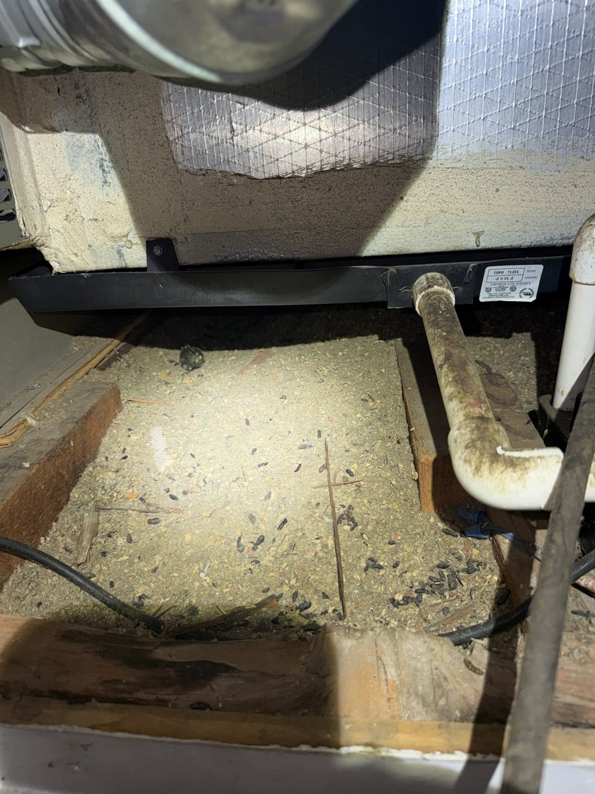 Rodent droppings found in the Pasadena attic before work