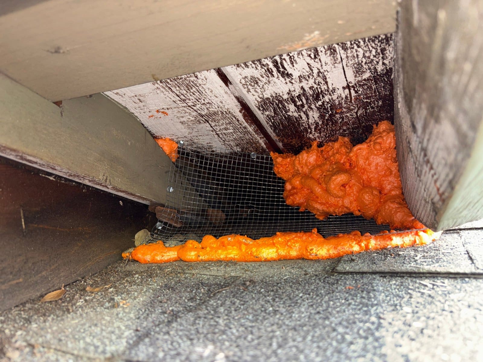Rodent proofing with wire mesh and polyurethane foam at a Pasadena attic eave